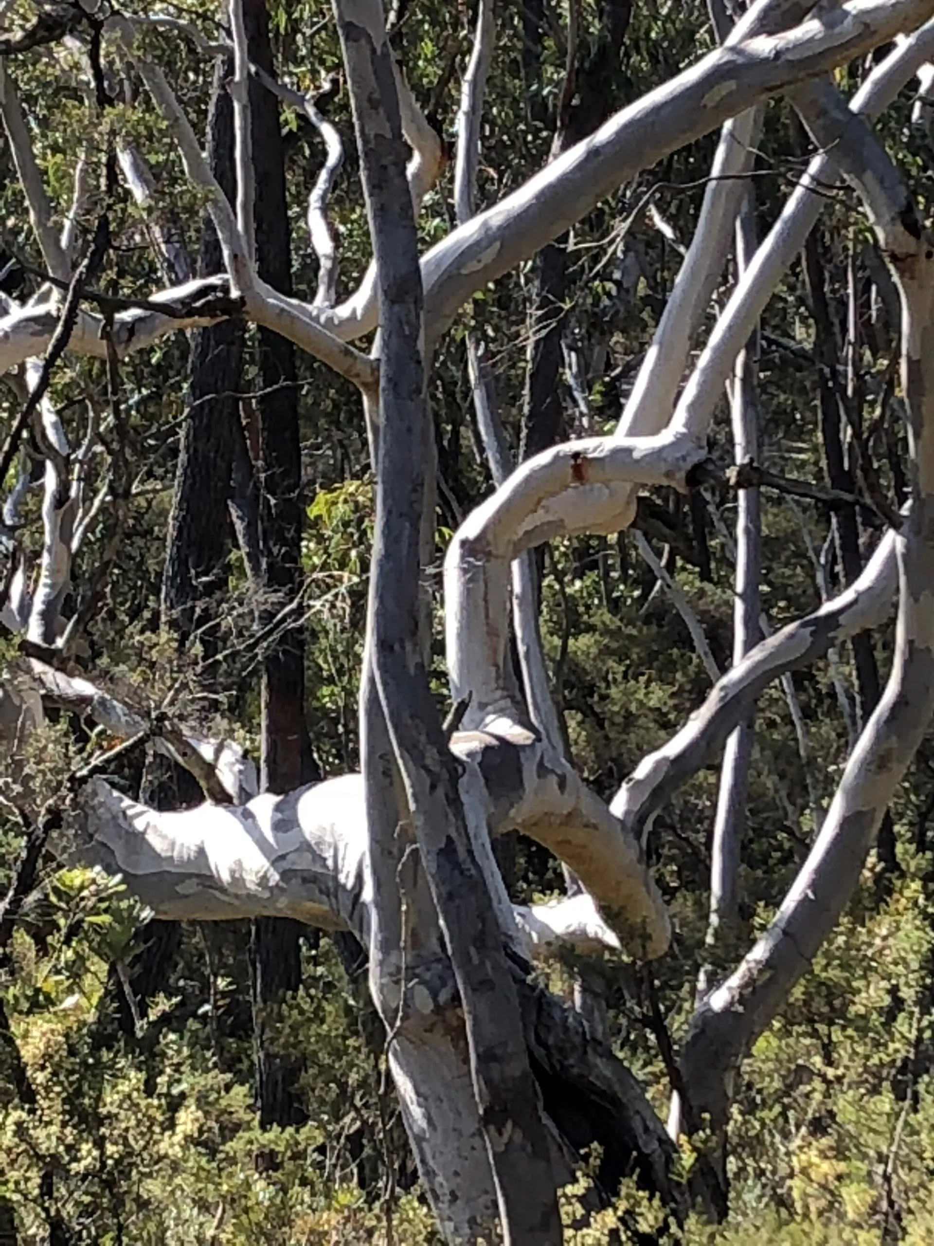 GUMS-MORETON-NAT-PARK_LR_DB_IMG_5318-copy-1-1980x2640-1-scaled