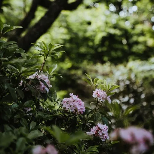 Garden_2