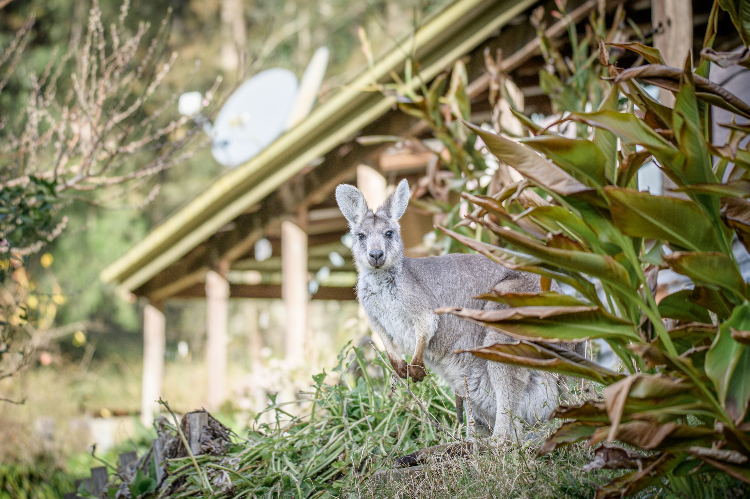 A wallaroo with joey in pouch, grazing in the garden