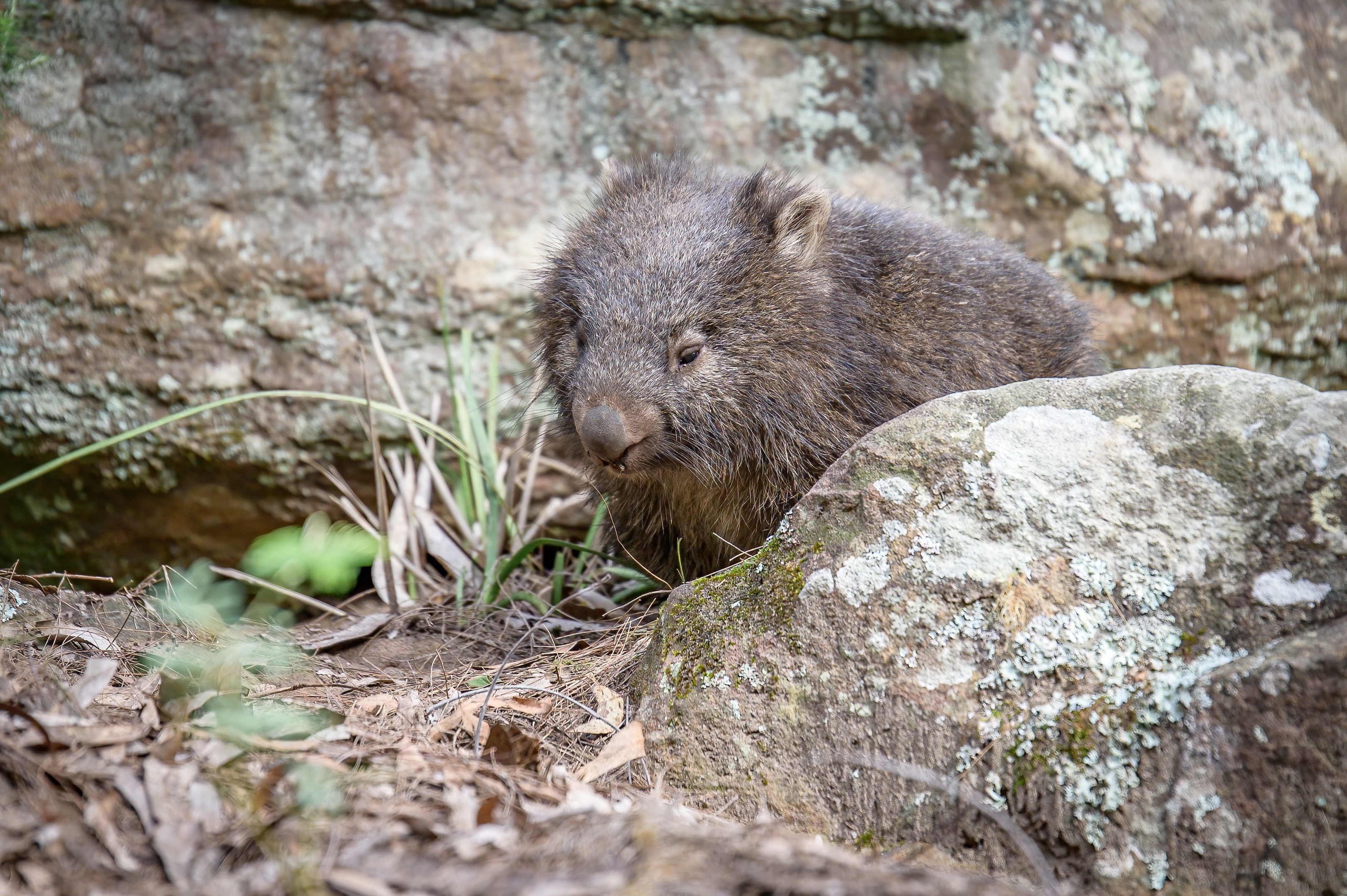 One of our large wombat population