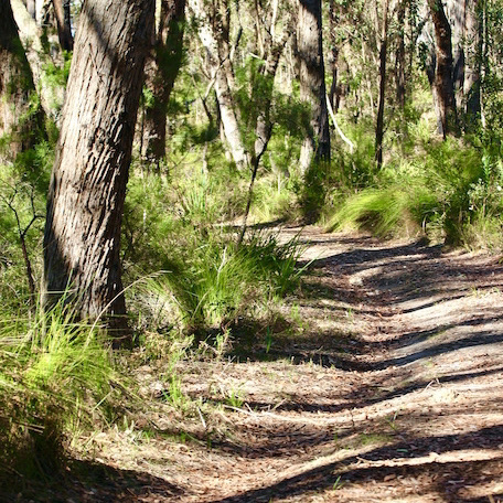Bushwalk 2 copy 2