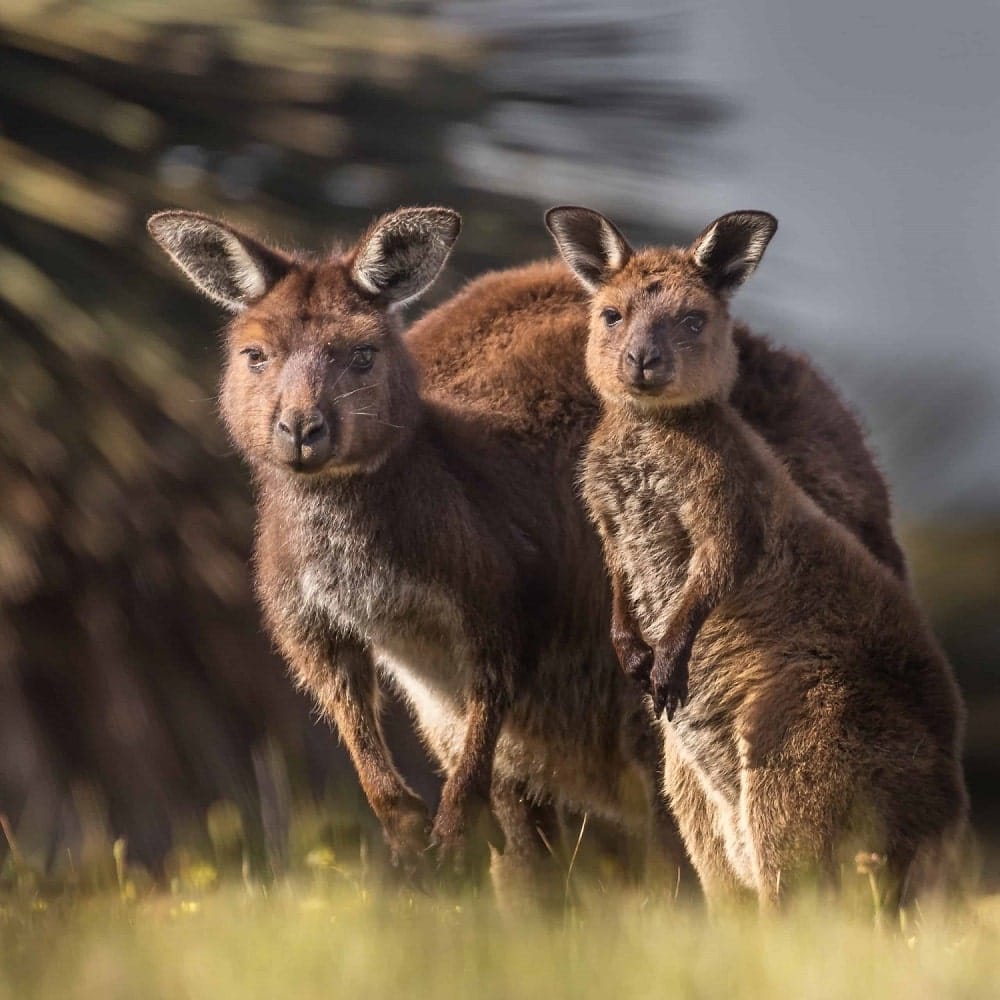 Kangaroo-Island-Kangaroo