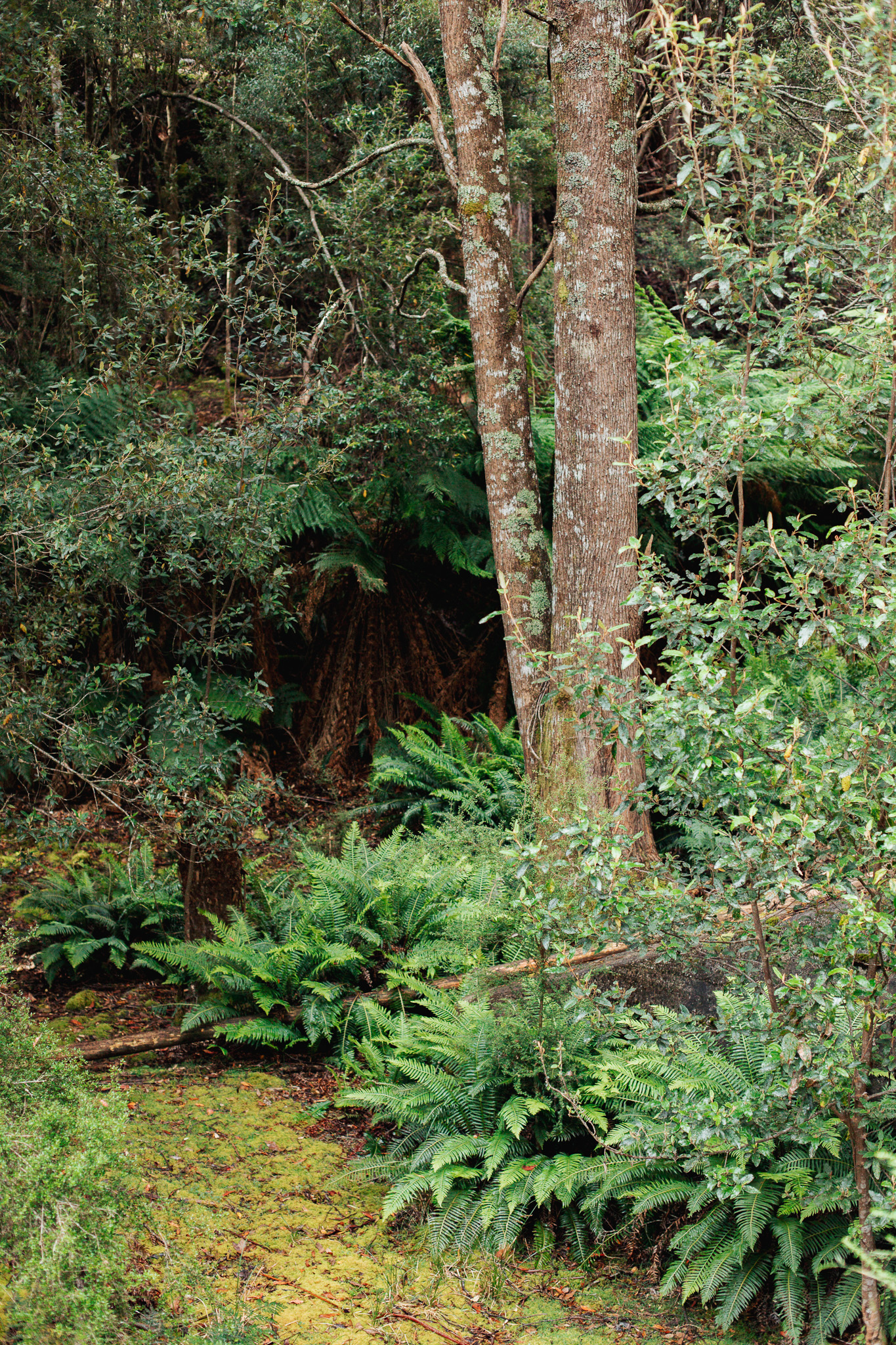 Trees and ferns in the surrounding forest.