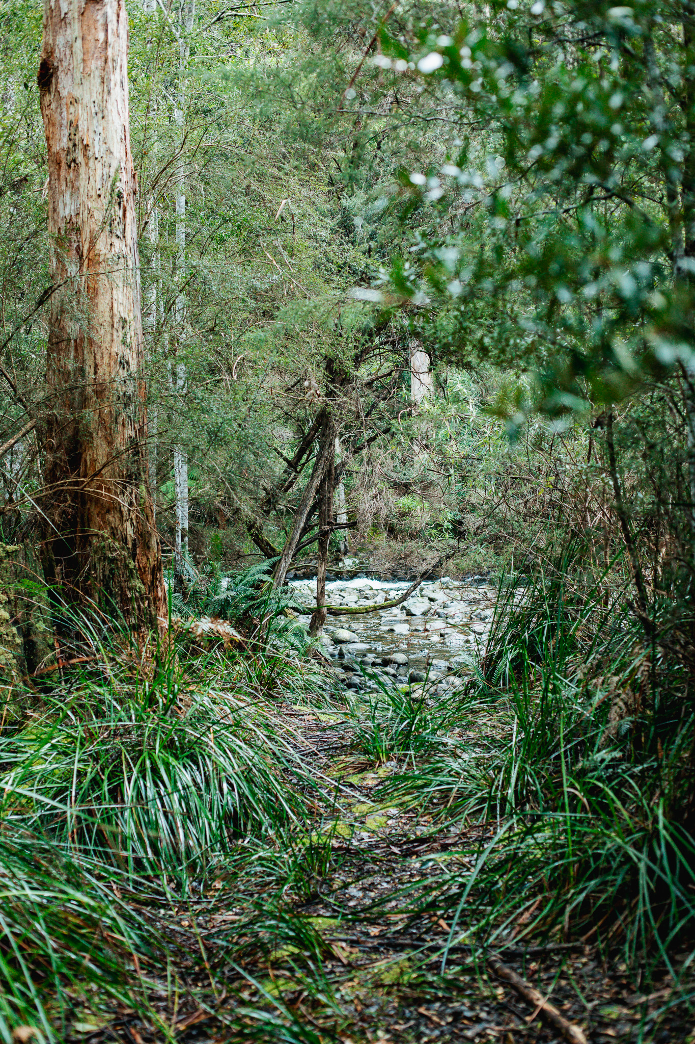 Tyenna River rockpool rapids through the trees and native grasses.