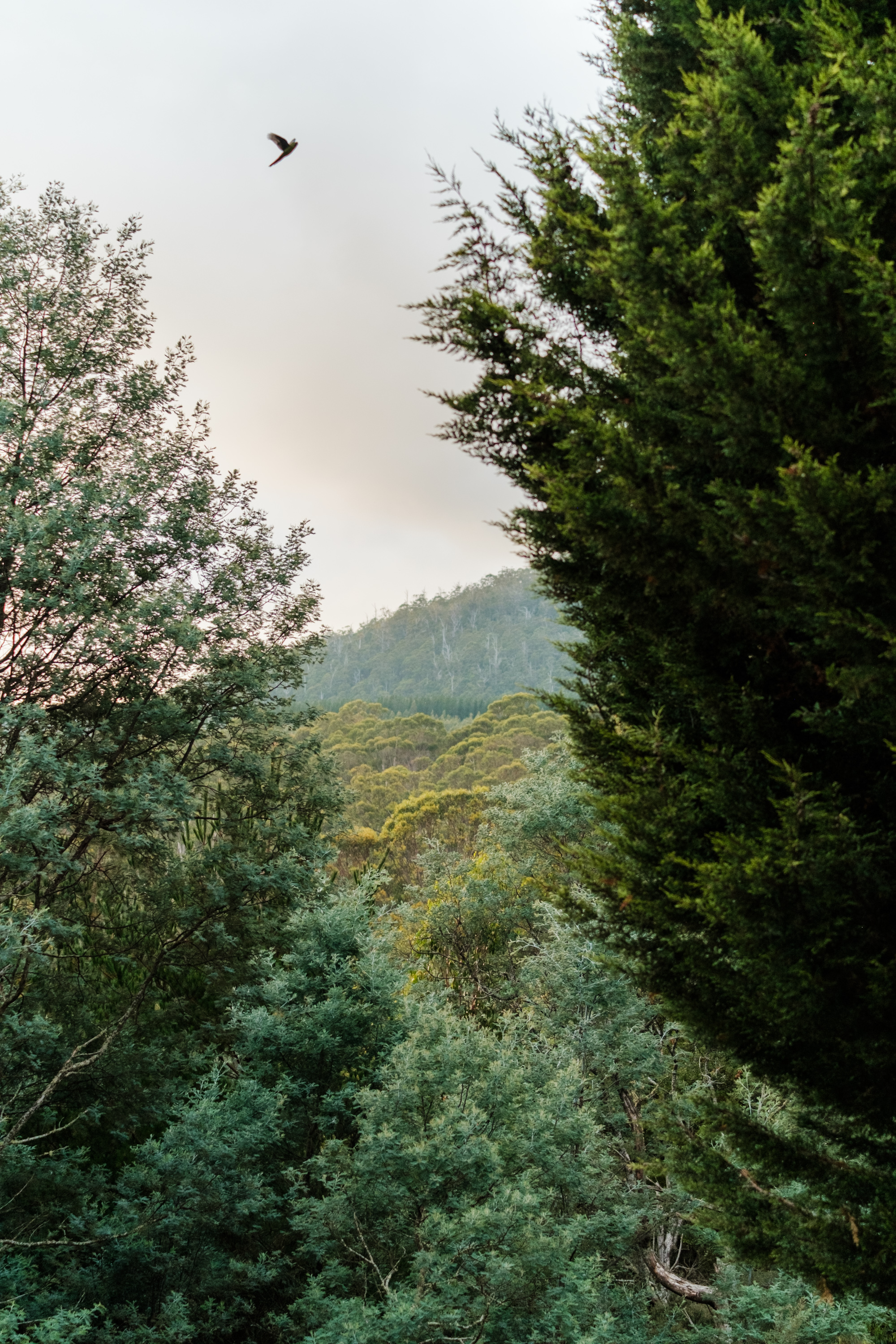 View through the treetops to the hills beyond with black cockatoo in the foreground.