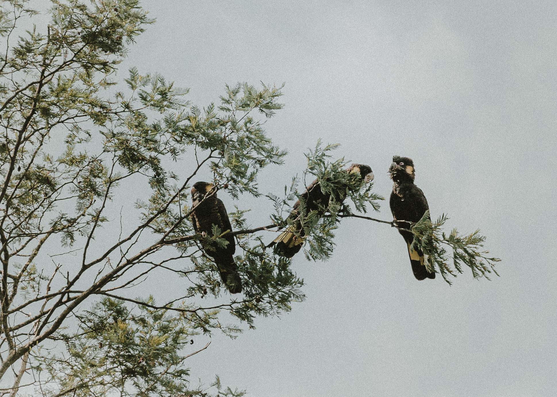 Three visiting black cockatoos in the treetops.