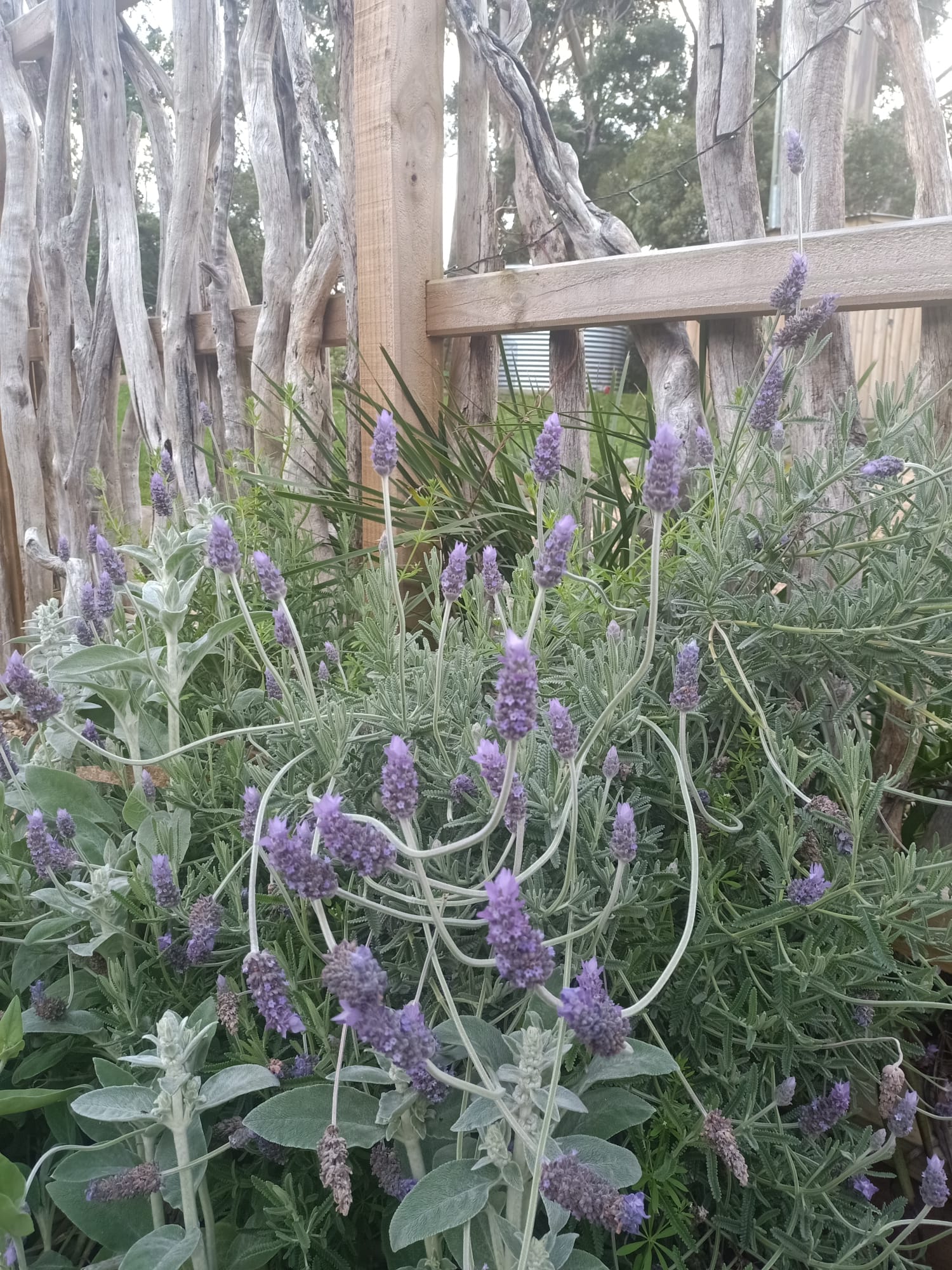 Lavender 1
